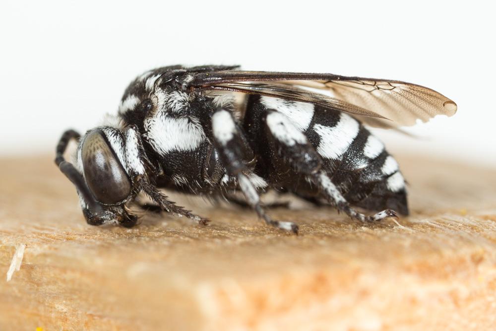 Crocise comédienne Thyreus histrionicus (Illiger, 1806)