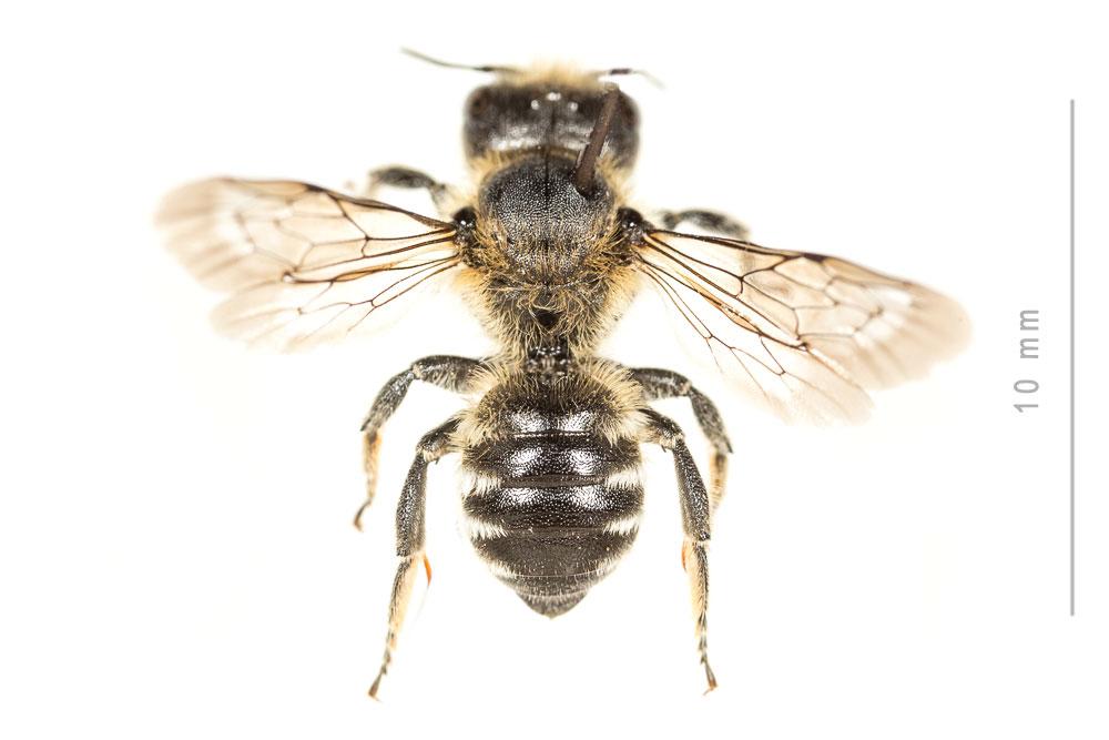 Hoplitis acuticornis (Dufour & Perris, 1840)