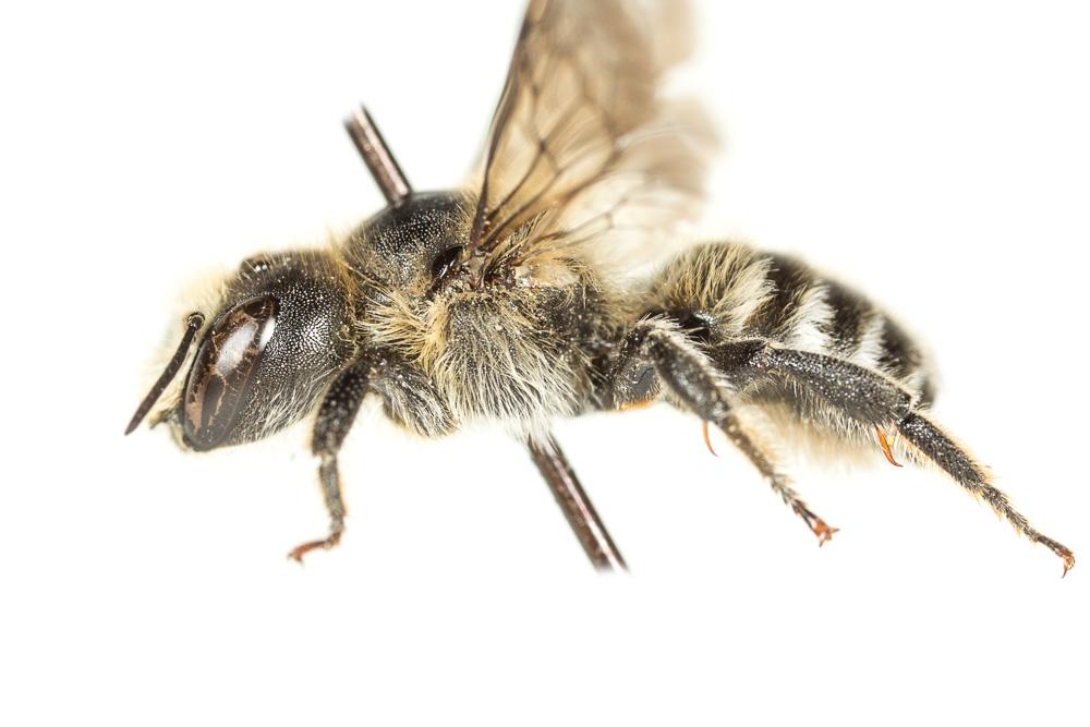 Hoplitis acuticornis (Dufour & Perris, 1840)