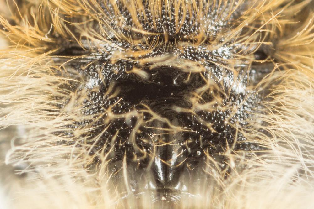  Hoplitis acuticornis (Dufour & Perris, 1840)