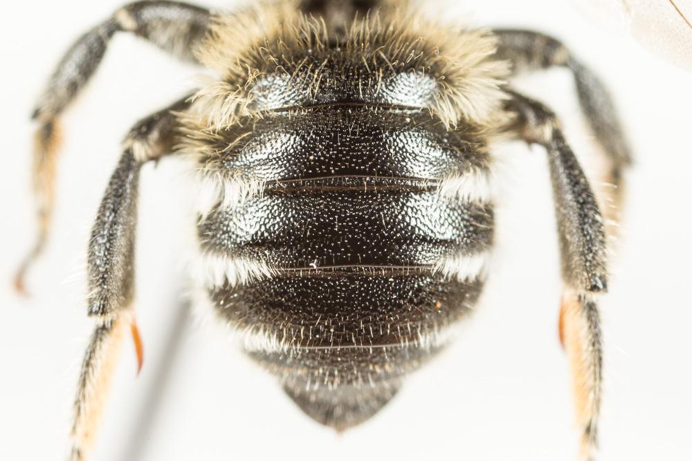 Hoplitis acuticornis (Dufour & Perris, 1840)