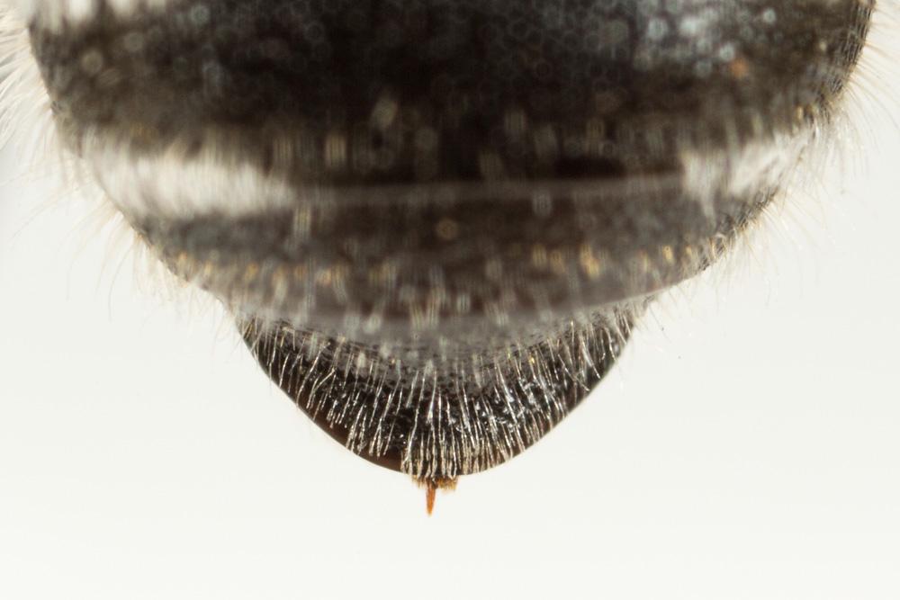 Hoplitis acuticornis (Dufour & Perris, 1840)