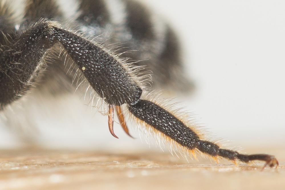 Hoplitis acuticornis (Dufour & Perris, 1840)