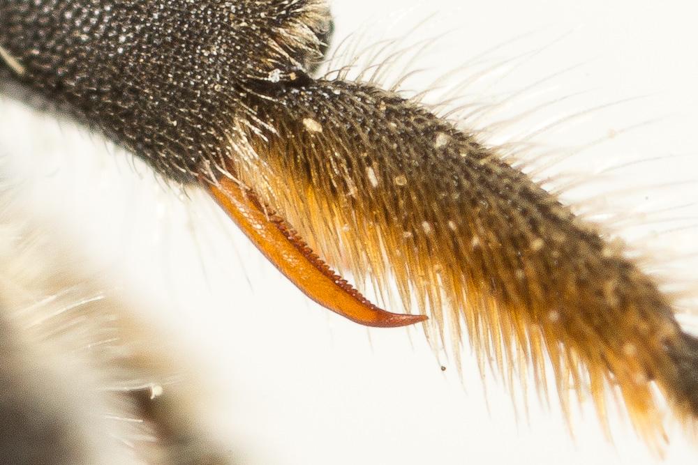  Hoplitis acuticornis (Dufour & Perris, 1840)