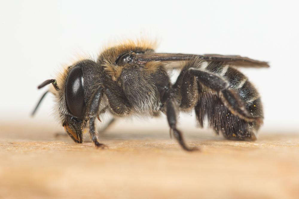 Osmia melanogaster Spinola, 1808