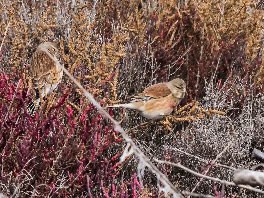 Linotte mélodieuse Carduelis cannabina (Linnaeus, 1758)