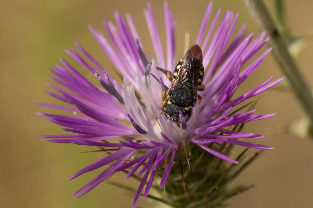 Pseudoanthidium nanum (Mocsáry, 1881)