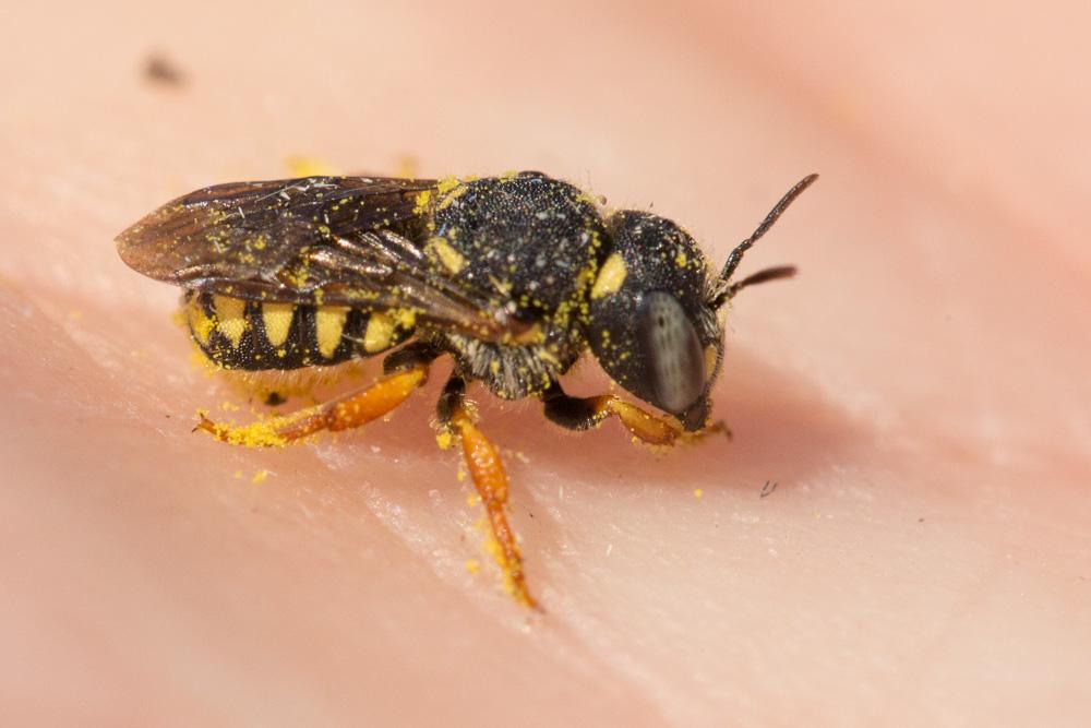 Pseudoanthidium nanum (Mocsáry, 1881)