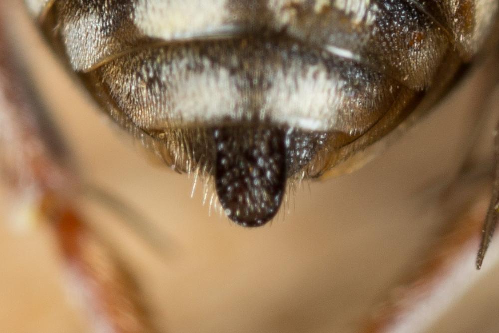Epeolus variegatus (Linnaeus, 1758)