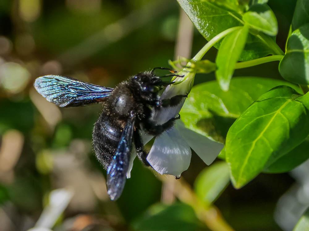 Abeille charpentière, Xylocope violet Xylocopa violacea (Linnaeus, 1758)