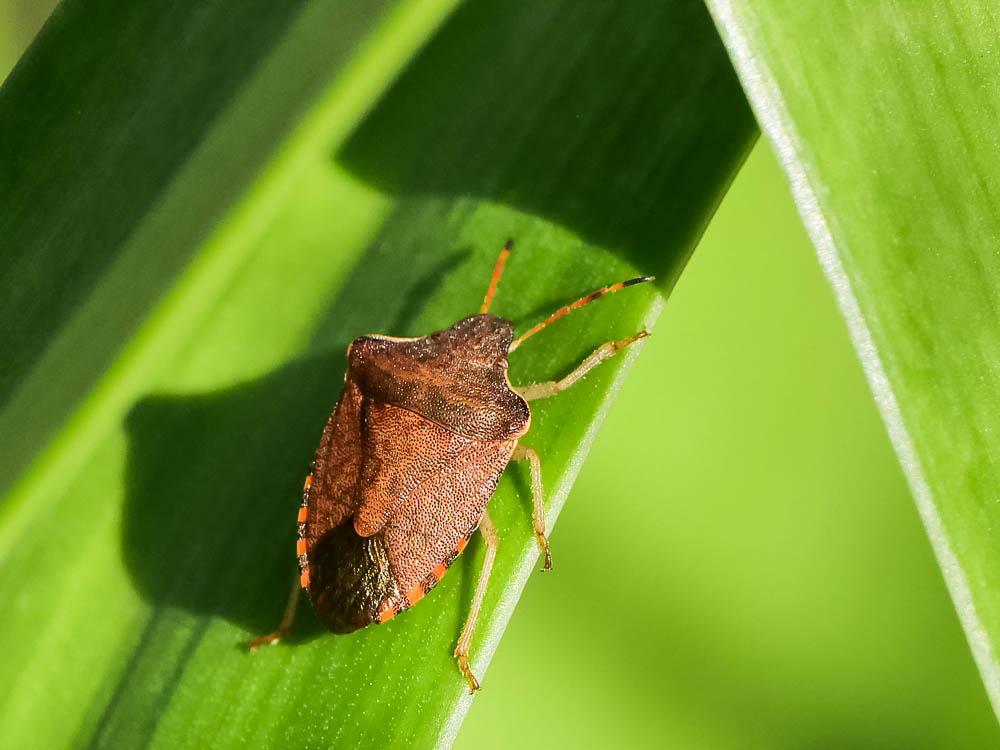 Peribalus strictus strictus (Fabricius, 1803)