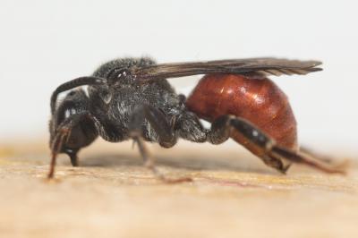  Ammobates muticus Spinola, 1843