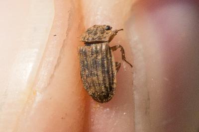  Helophorus rufipes (Bosc, 1791)