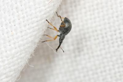 Protapion fulvipes (Geoffroy, 1785)