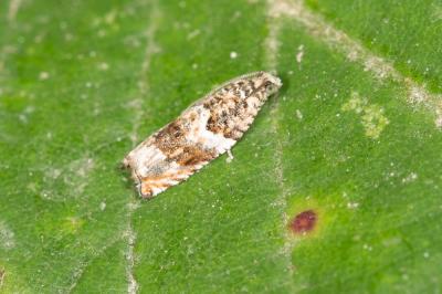  Gypsonoma minutana (Hübner, 1799)