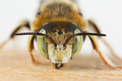  Anthidium diadema Latreille, 1809