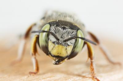  Anthidium diadema Latreille, 1809