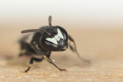 Hylaeus clypearis (Schenck, 1853)