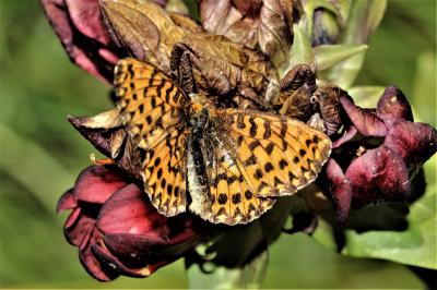 Nacré porphyrin (Le), Alezan (L'), Jason (Le), Gra Boloria titania (Esper, 1793)