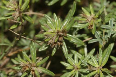Germandrée des montagnes Teucrium montanum L., 1753