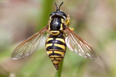  Chrysotoxum cautum (Harris, 1776)