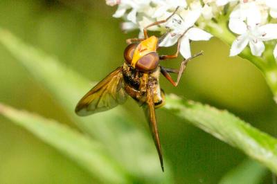  Volucella inanis (Linnaeus, 1758)
