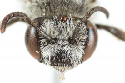 Eucère naine Tetraloniella nana (Morawitz, 1874)