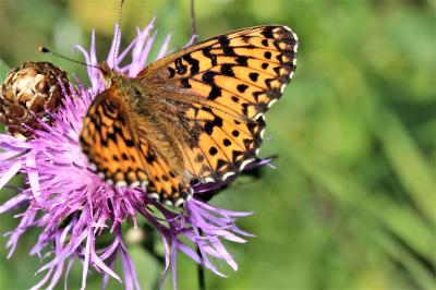 Nacré porphyrin (Le), Alezan (L'), Jason (Le), Gra Boloria titania (Esper, 1793)
