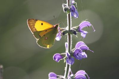 Souci (Le) Colias crocea (Geoffroy in Fourcroy, 1785)