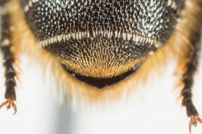  Heriades truncorum (Linnaeus, 1758)