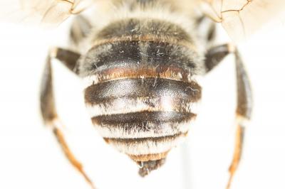 Eucère dalmate Eucera dalmatica Lepeletier, 1841