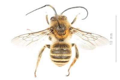 Eucère striée Tetraloniella strigata (Lepeletier, 1841)