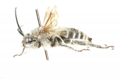 Eucère striée Tetraloniella strigata (Lepeletier, 1841)