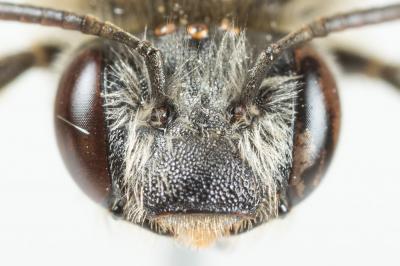  Eucera clypeata Erichson, 1835