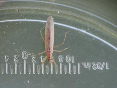  Nabis capsiformis Germar, 1838