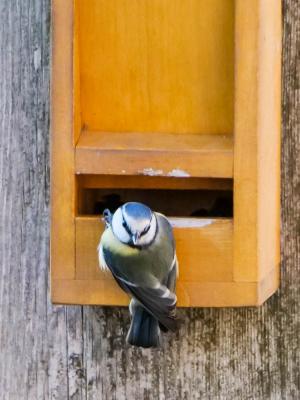 Mésange bleue Cyanistes caeruleus (Linnaeus, 1758)