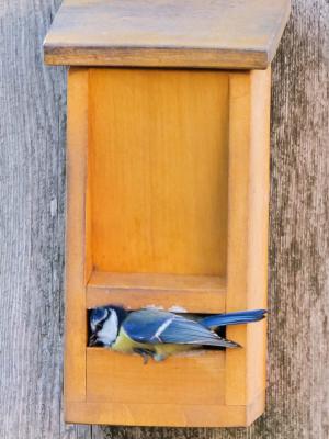 Mésange bleue Cyanistes caeruleus (Linnaeus, 1758)
