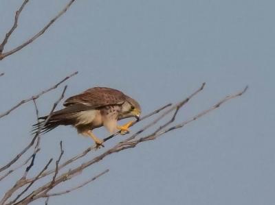 Faucon crécerelle Falco tinnunculus Linnaeus, 1758