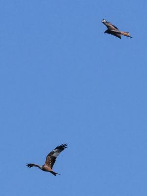 Milan royal Milvus milvus (Linnaeus, 1758)