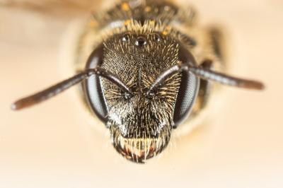  Lasioglossum Curtis, 1833