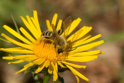  Dasypoda hirtipes (Fabricius, 1793)