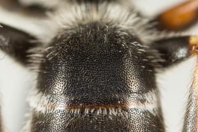  Halictus tridivisus Blüthgen, 1924
