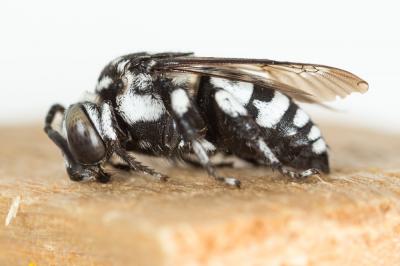 Crocise comédienne Thyreus histrionicus (Illiger, 1806)