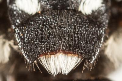 Crocise comédienne Thyreus histrionicus (Illiger, 1806)