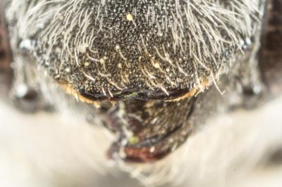  Hoplitis bisulca (Gerstäcker, 1869)