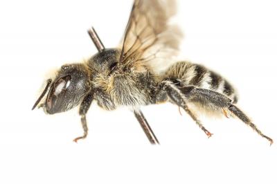  Hoplitis acuticornis (Dufour & Perris, 1840)