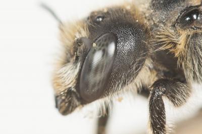  Hoplitis acuticornis (Dufour & Perris, 1840)
