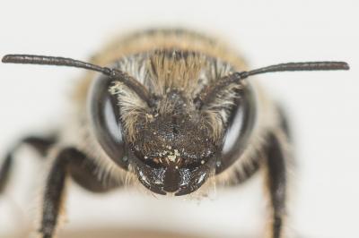  Hoplitis acuticornis (Dufour & Perris, 1840)