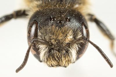  Hoplitis acuticornis (Dufour & Perris, 1840)