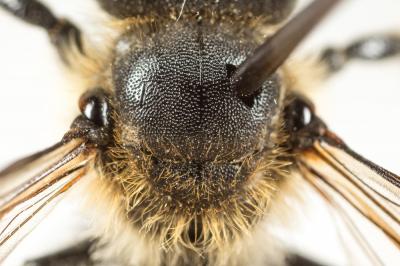 Hoplitis acuticornis (Dufour & Perris, 1840)